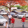 Flamboyants à Brazilia