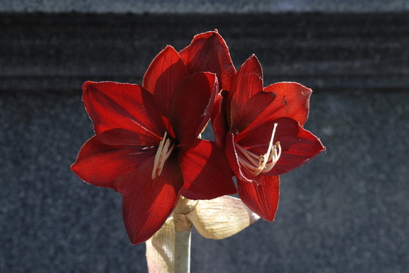 Amaryllis