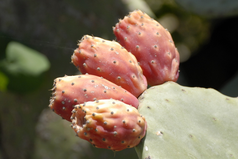 Figues de barbarie