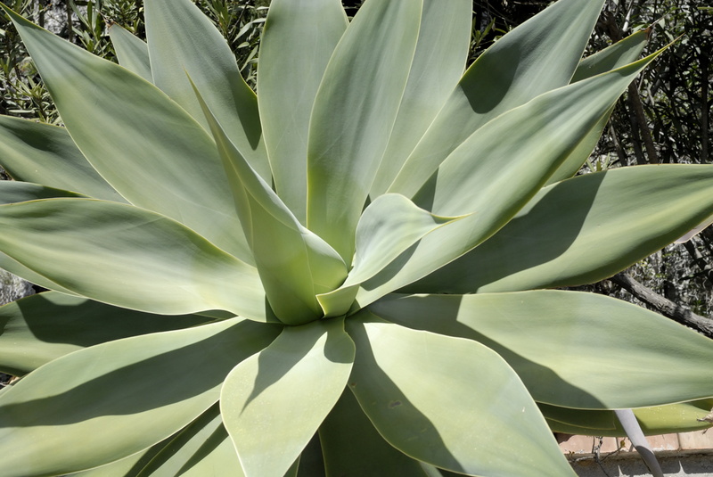 Jeune agave