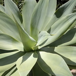 Jeune agave