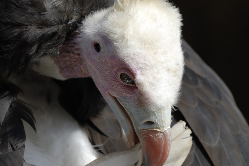 Vautour à tête blanche se lissant les plumes