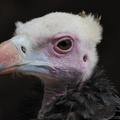 Vautour à tête blanche triste (mais pourquoi ?)