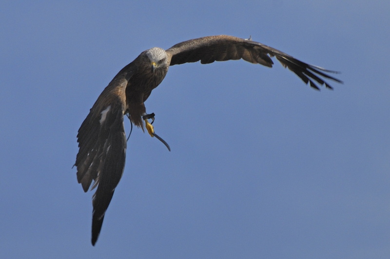 Aigle impérial en vol