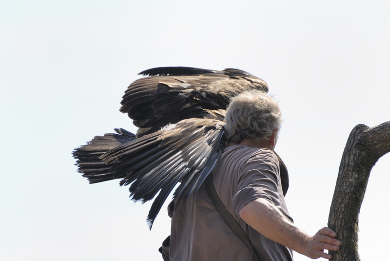 Aigle impérial et son dresseur