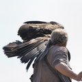 Aigle impérial et son dresseur