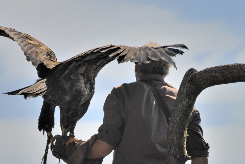 Aigle impérial prêt à repartir en vol