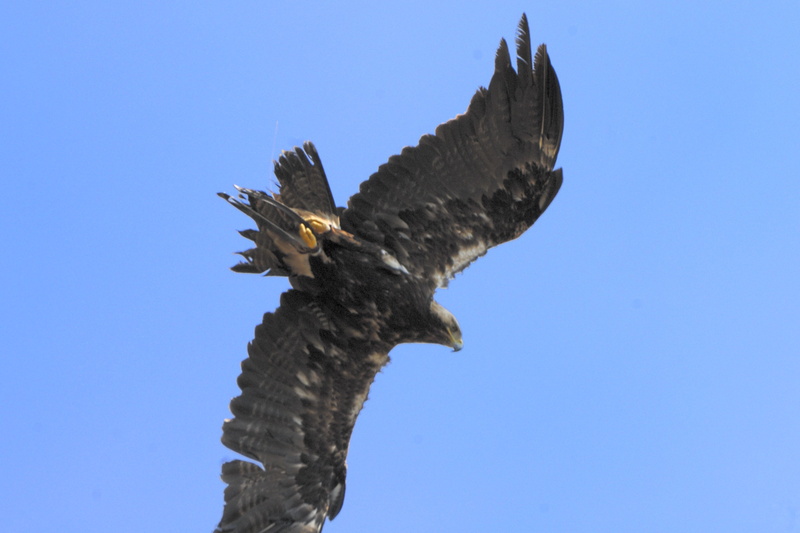 Retour de l'aigle