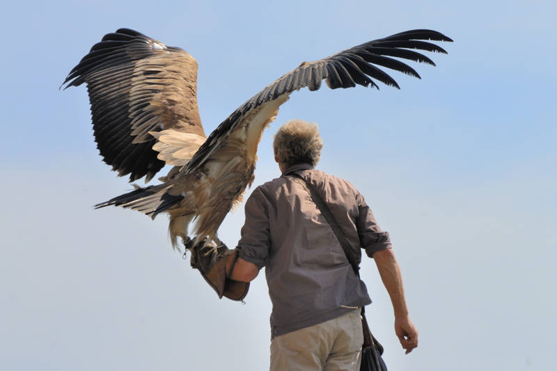 Aigle impérial au départ