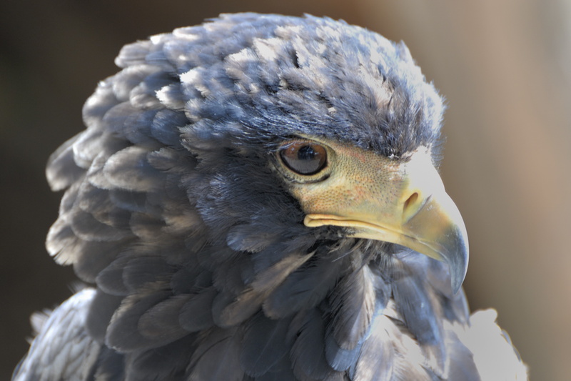 Aigle bateleur juvénile