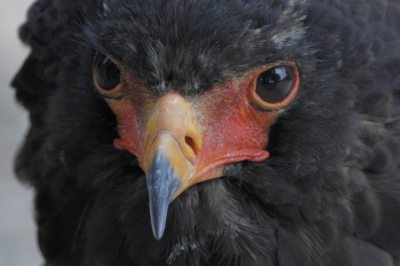 Le regard de l'Aigle bateleur