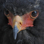 Le regard de l'Aigle bateleur