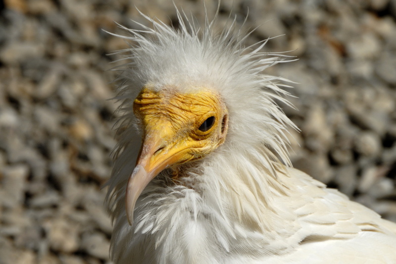 Le Vautour percnoptère