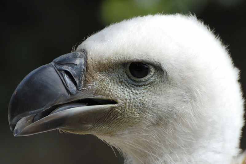 Jeune Vautour à dos blanc