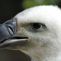 Jeune Vautour à dos blanc