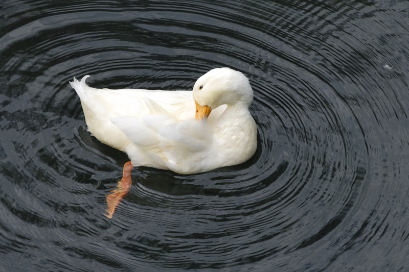 Canard se lissant les plumes dans la fontaine Aretusa