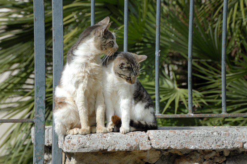 Chats près de l'Amphithéatre romain