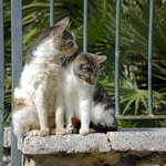 Chats près de l'Amphithéatre romain