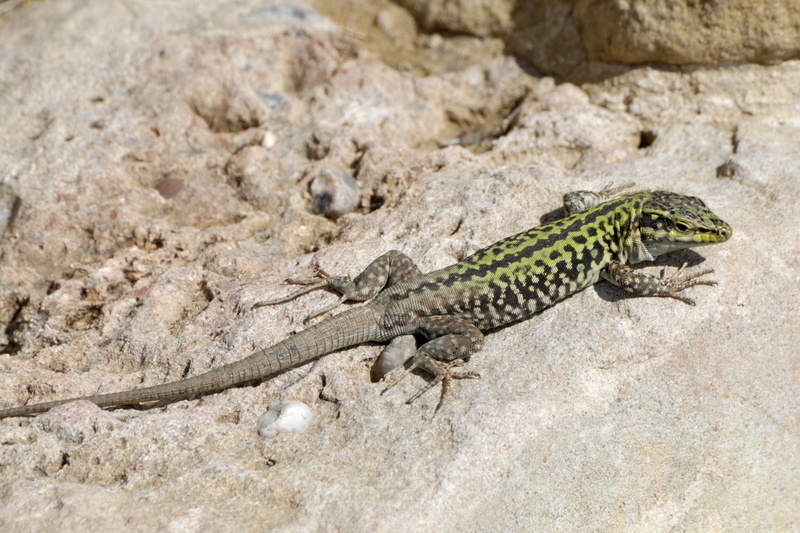 Au soleil, tranquille