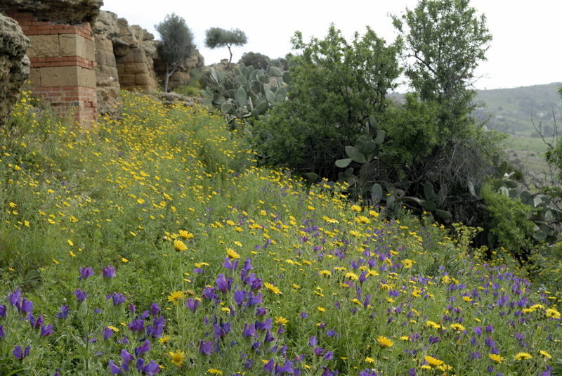 Fleurs et cactus