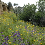 Fleurs et cactus