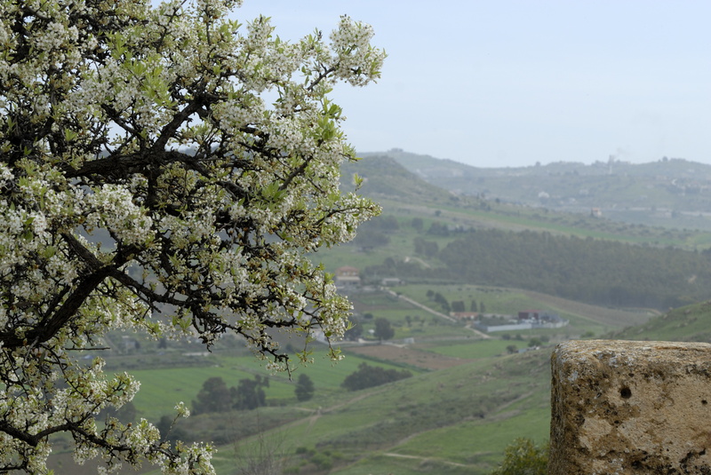 Amandier en fleurs