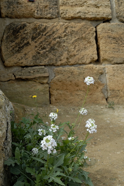 Pierres et fleurs