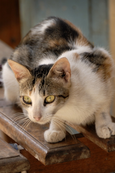 Chat de Gorée