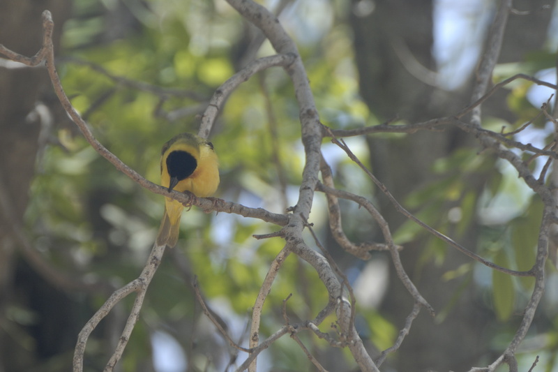 Oiseau jaune