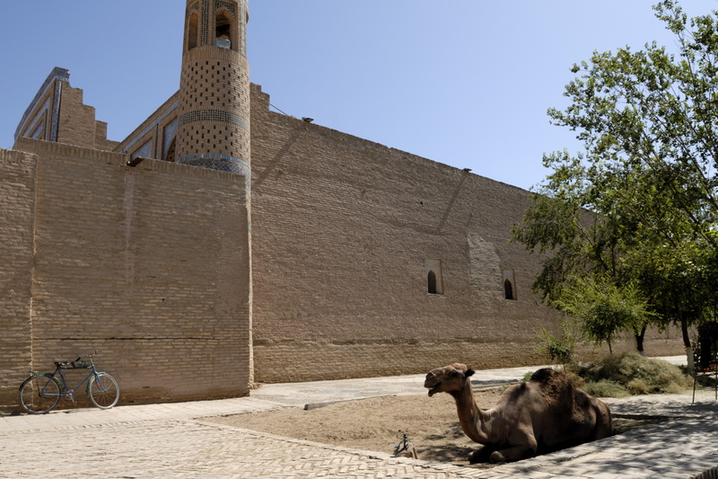 Le chameau pour promener les touristes (rares)