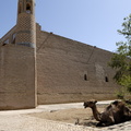Le chameau pour promener les touristes (rares)