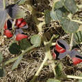 Fleurs au milieu de la lande du site de fouilles