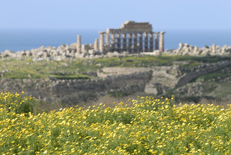 Fleurs (au loin le temple C)