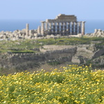 Fleurs (au loin le temple C)