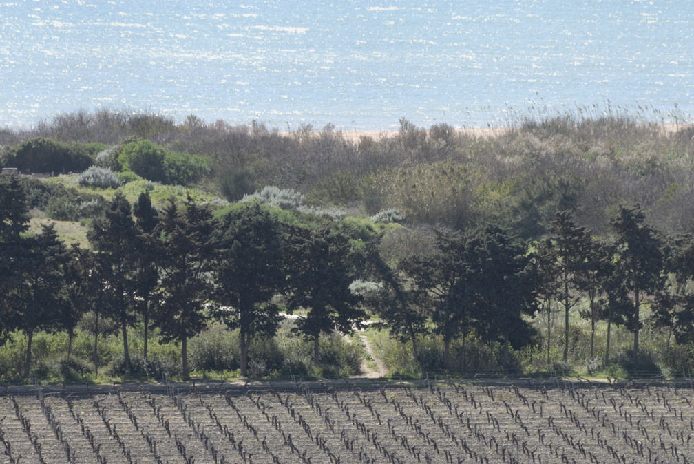 Vignes, pins et mer