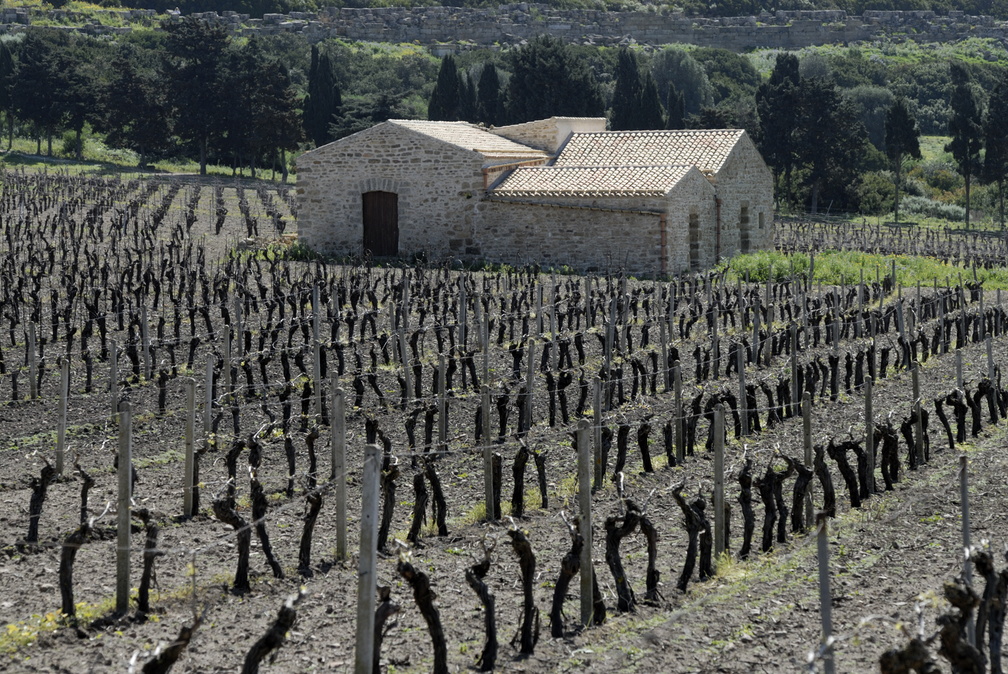 Le vignoble de Sélinonte