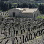 Le vignoble de Sélinonte