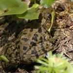 Grenouille du bord de chemin