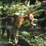 Les riches sous-bois du Parc du Mt Tremblant