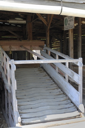 Tapis roulant pour cheval