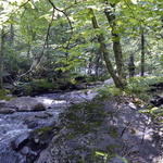 Sous-bois dans le parc de la Mauricie