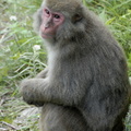 Macaque du Japon, espèce septentrionale