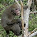 Macaque faché