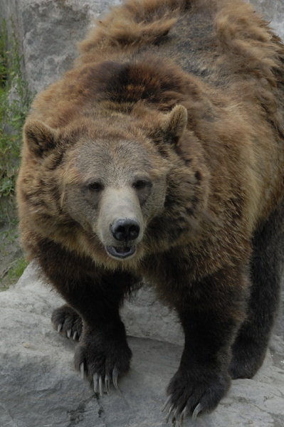 Grizzly égaré au Québec