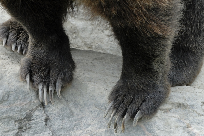 Ongles non manucurés