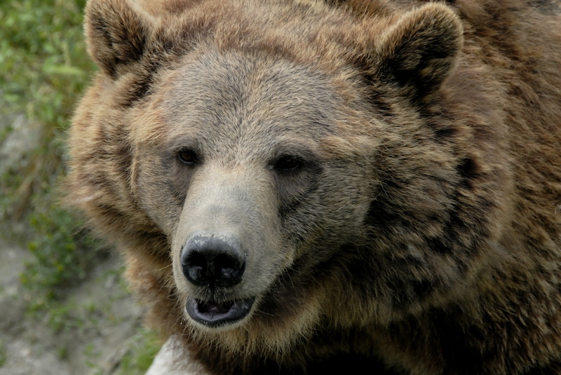 Tête de gros nounours