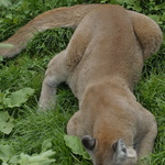 Puma étendu