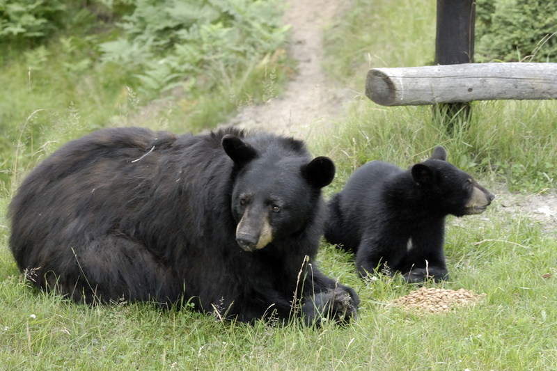 Maman Ours et son petit