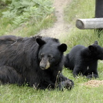 Maman Ours et son petit