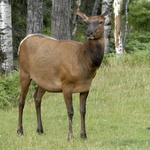 Femelle Wapiti (fessier blanc)